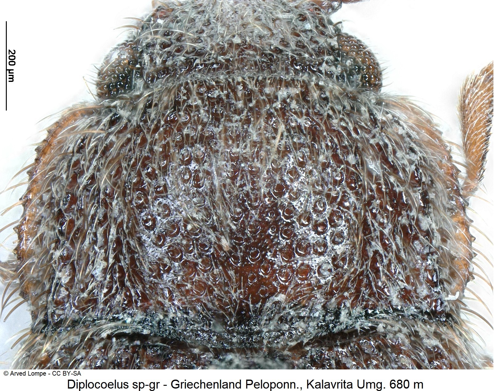 diplocoelus_sp-gr_ck22068_hsch.jpg