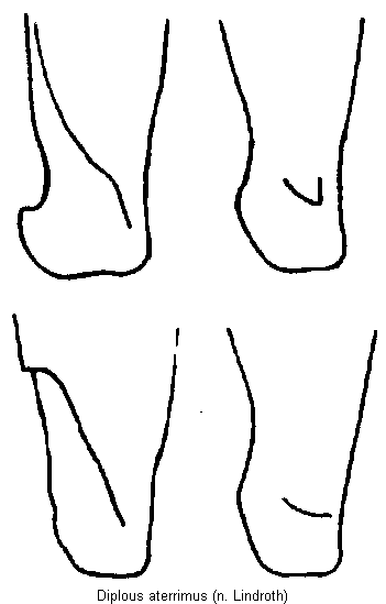 diplous_aterrimus.gif