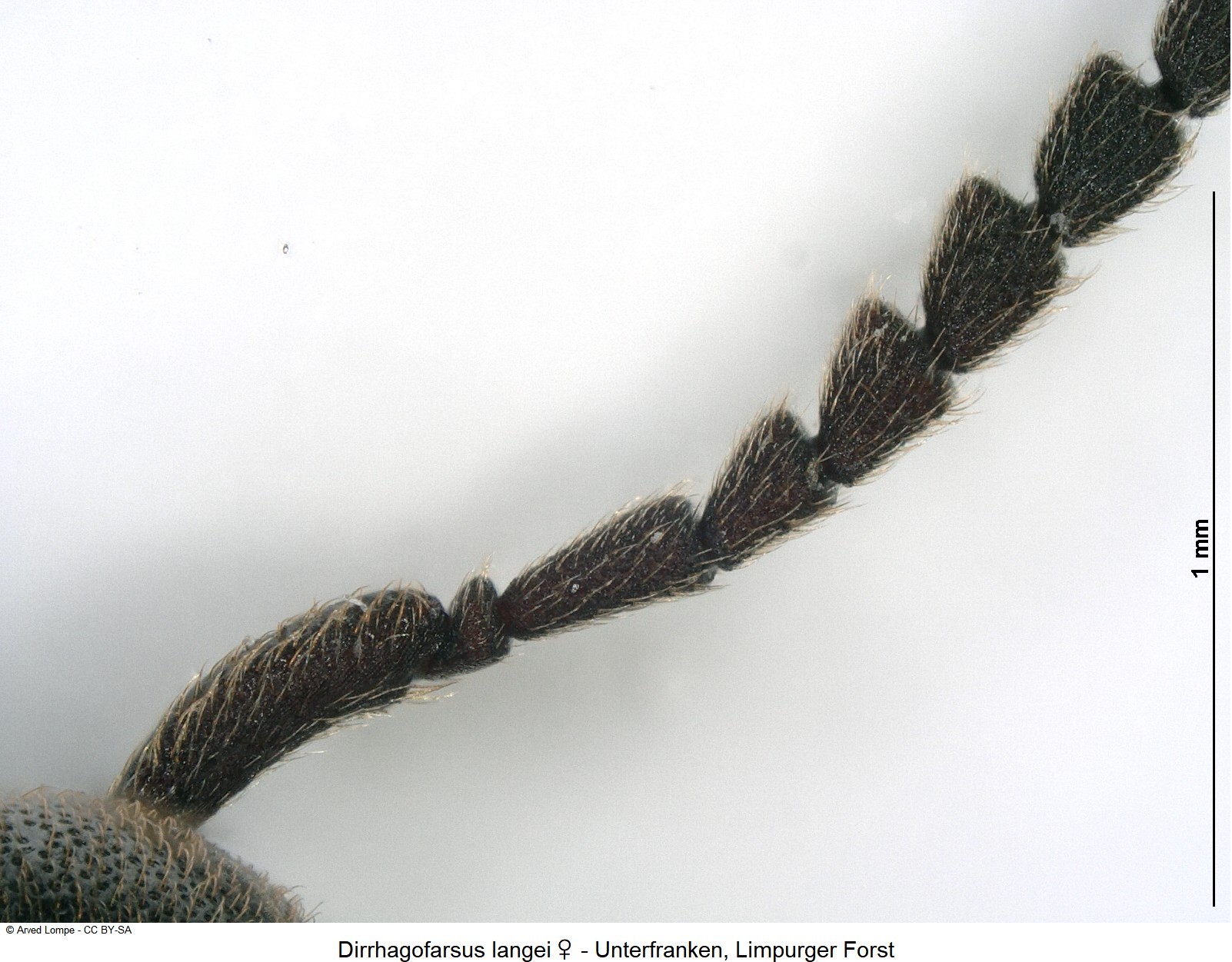 dirrhagofarsus_langei_w_ck33921463_f.jpg