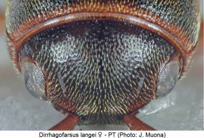 dirrhagofarsus_langei_w_k.jpg
