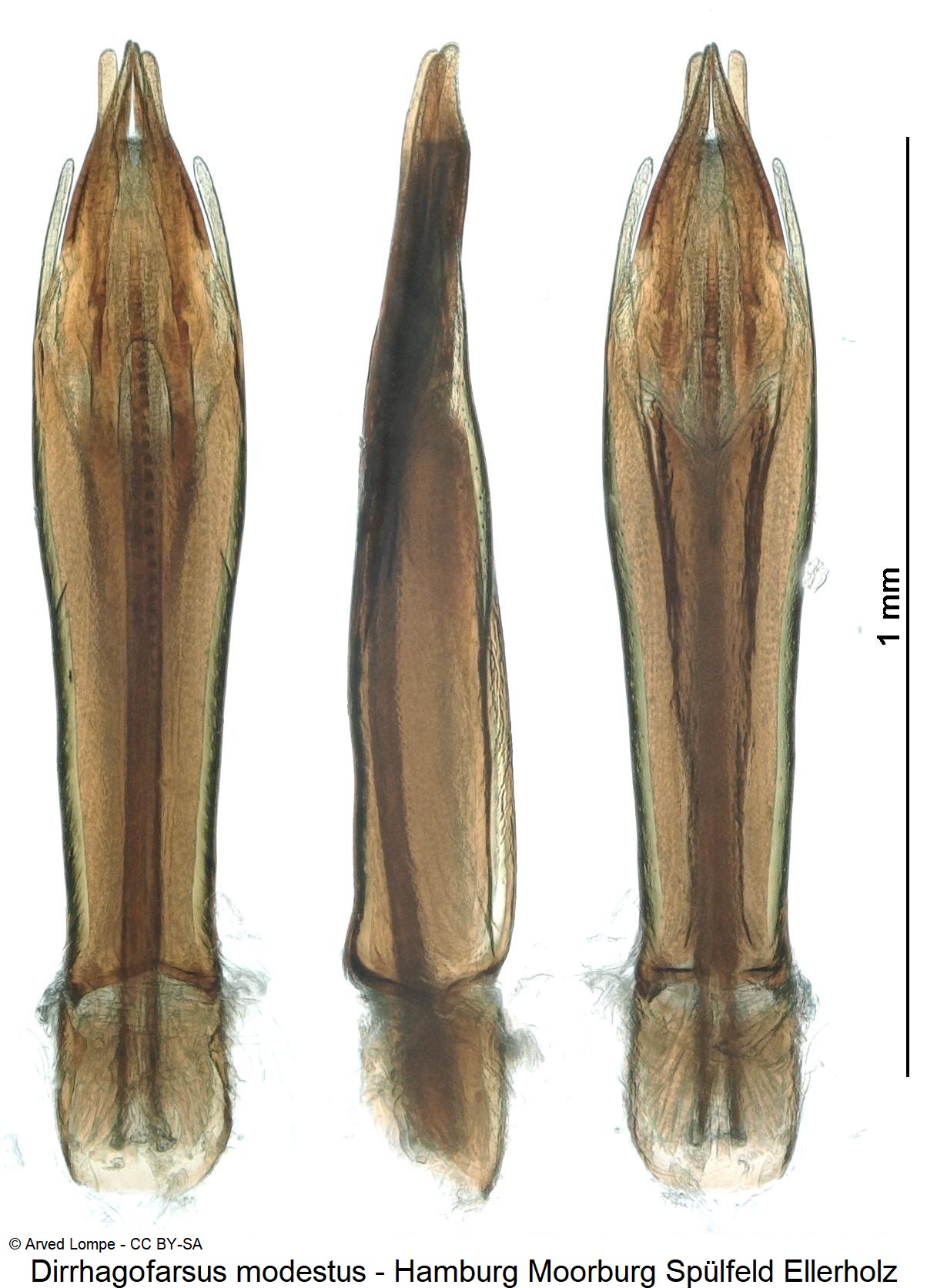 dirrhagofarsus_modestus.jpg
