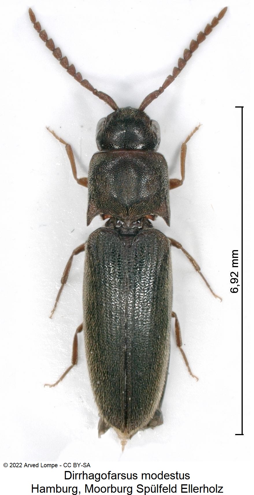 dirrhagofarsus_modestus_hab.jpg