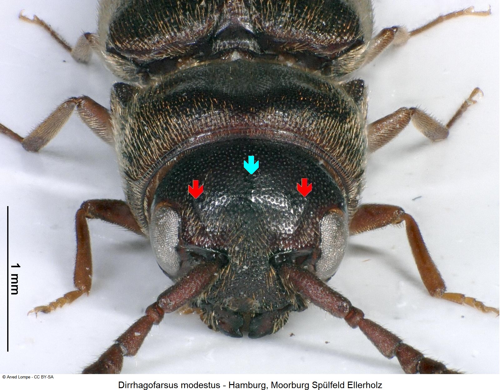 dirrhagofarsus_modestus_k.jpg
