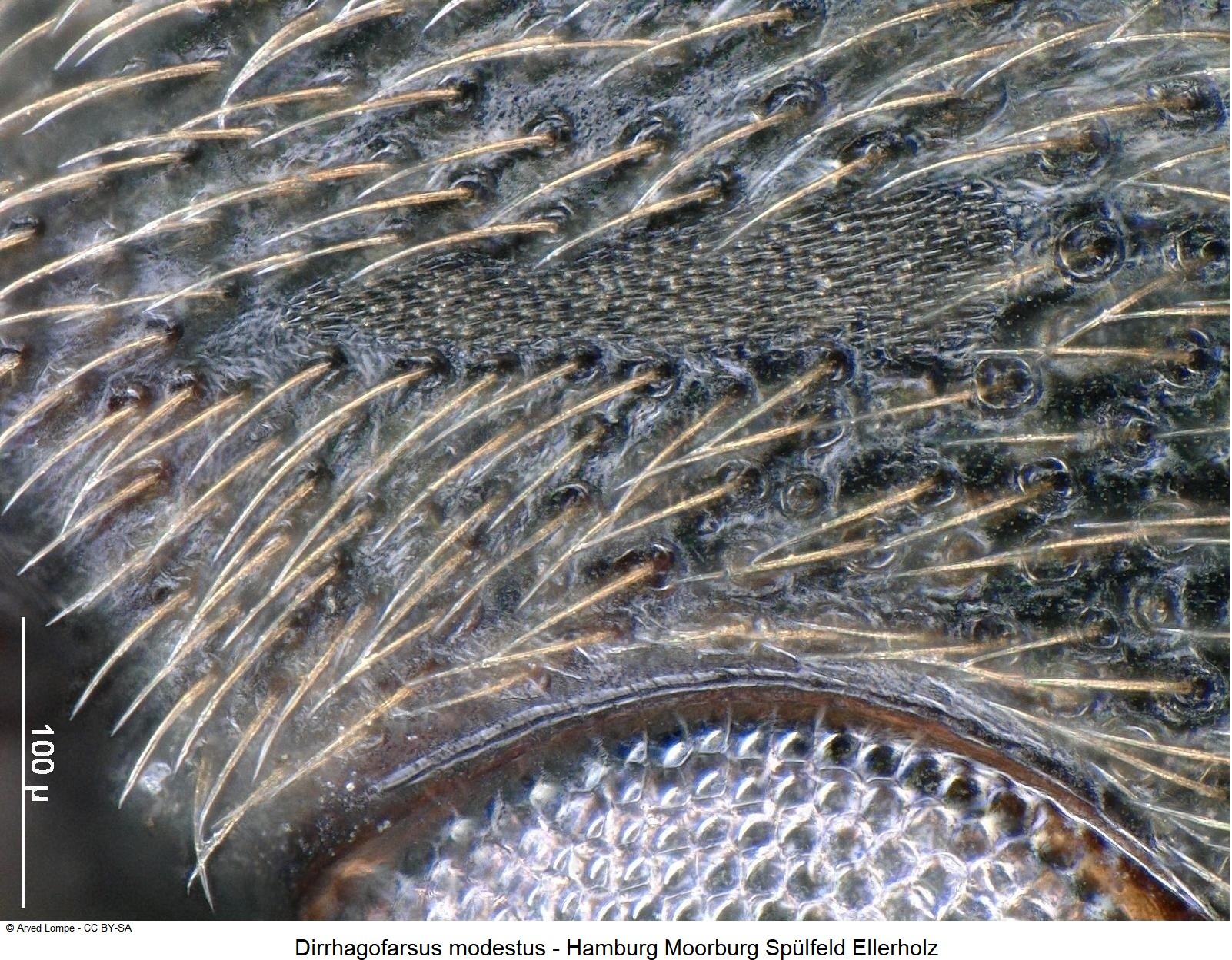 dirrhagofarsus_modestus_k_ms3.jpg