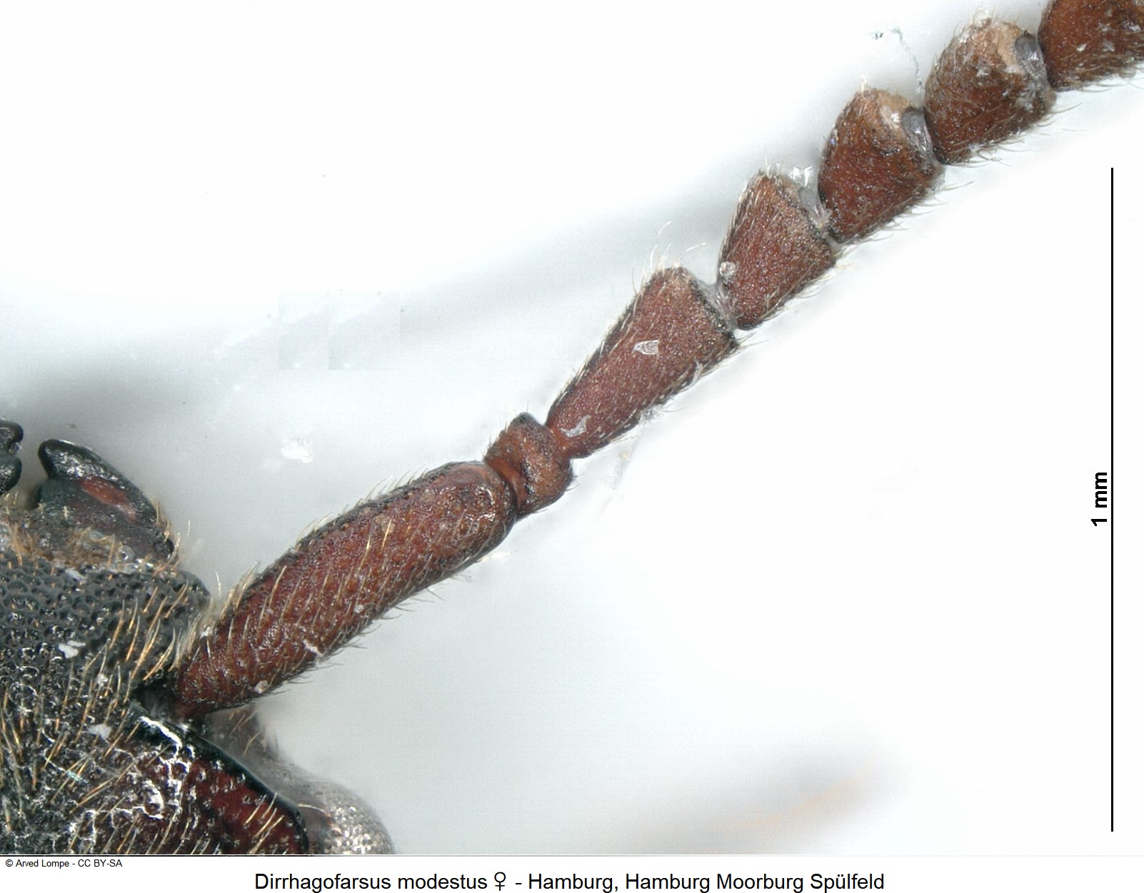 dirrhagofarsus_modestus_w_ck24116206_f.jpg