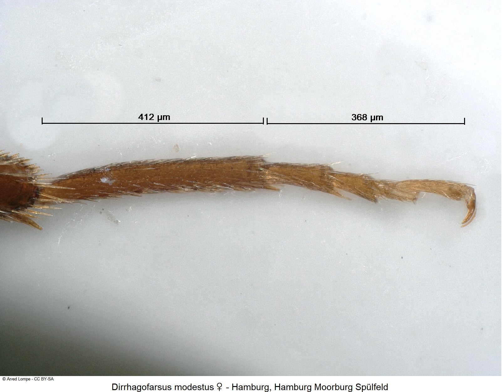 dirrhagofarsus_modestus_w_ck24116206_htr.jpg