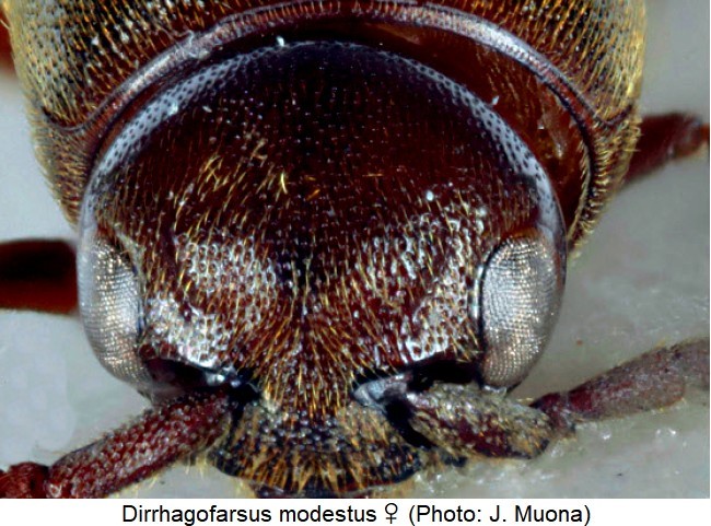 dirrhagofarsus_modestus_w_k.jpg