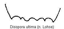 disopora_ultima_tergit.gif