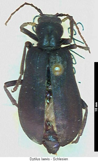 ditylus_laevis_hab.jpg