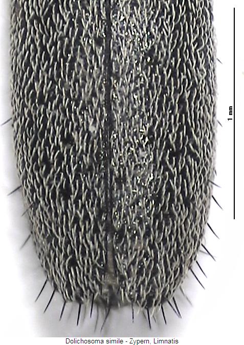 dolichosoma_simile_fld.jpg