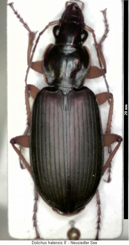 dolichus_halensis_hab.jpg