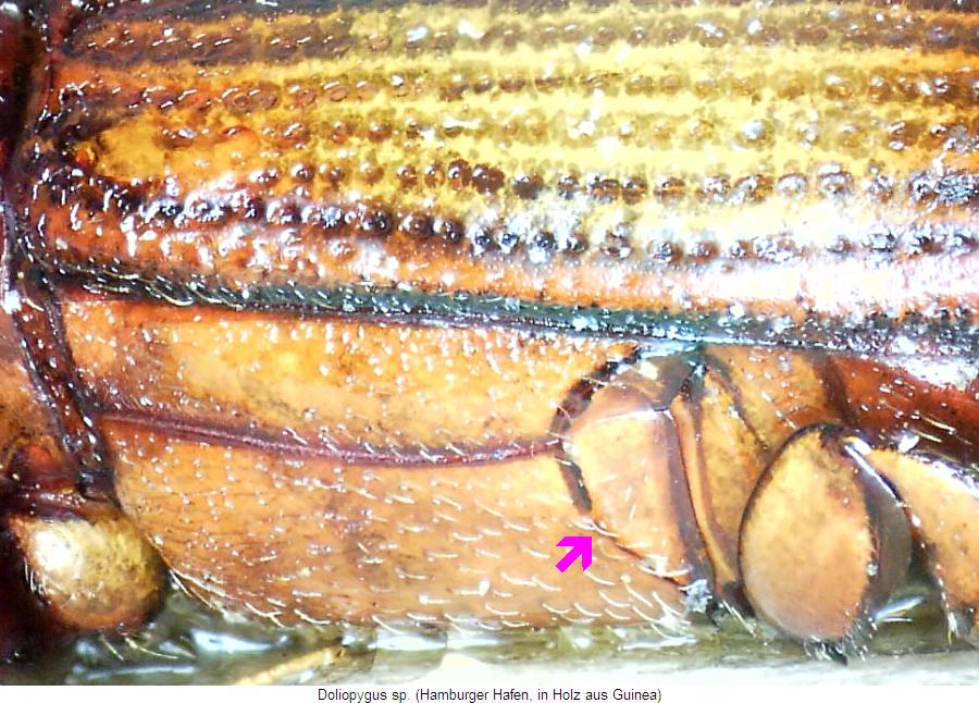 doliopygus_sp_hbr.jpg