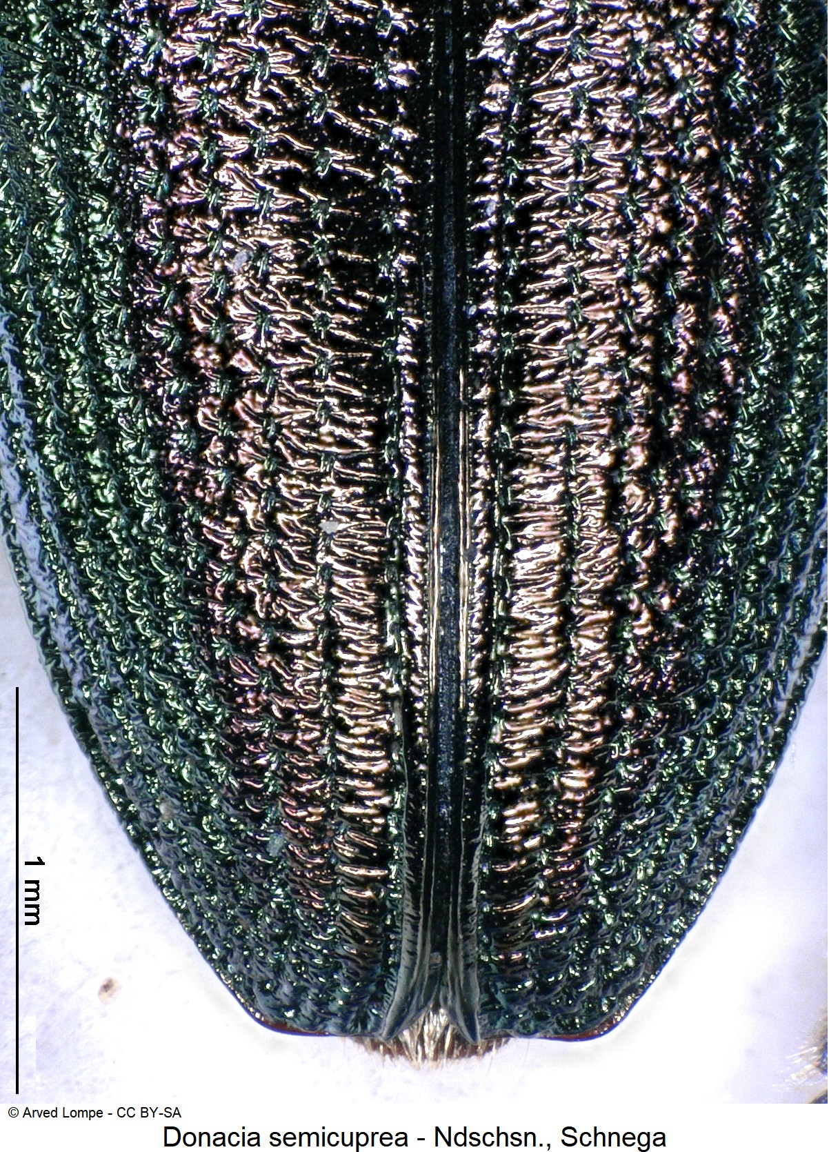 donacia_semicuprea_ck11343_dec.jpg