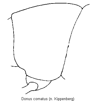 donus_comatus_vbr.gif