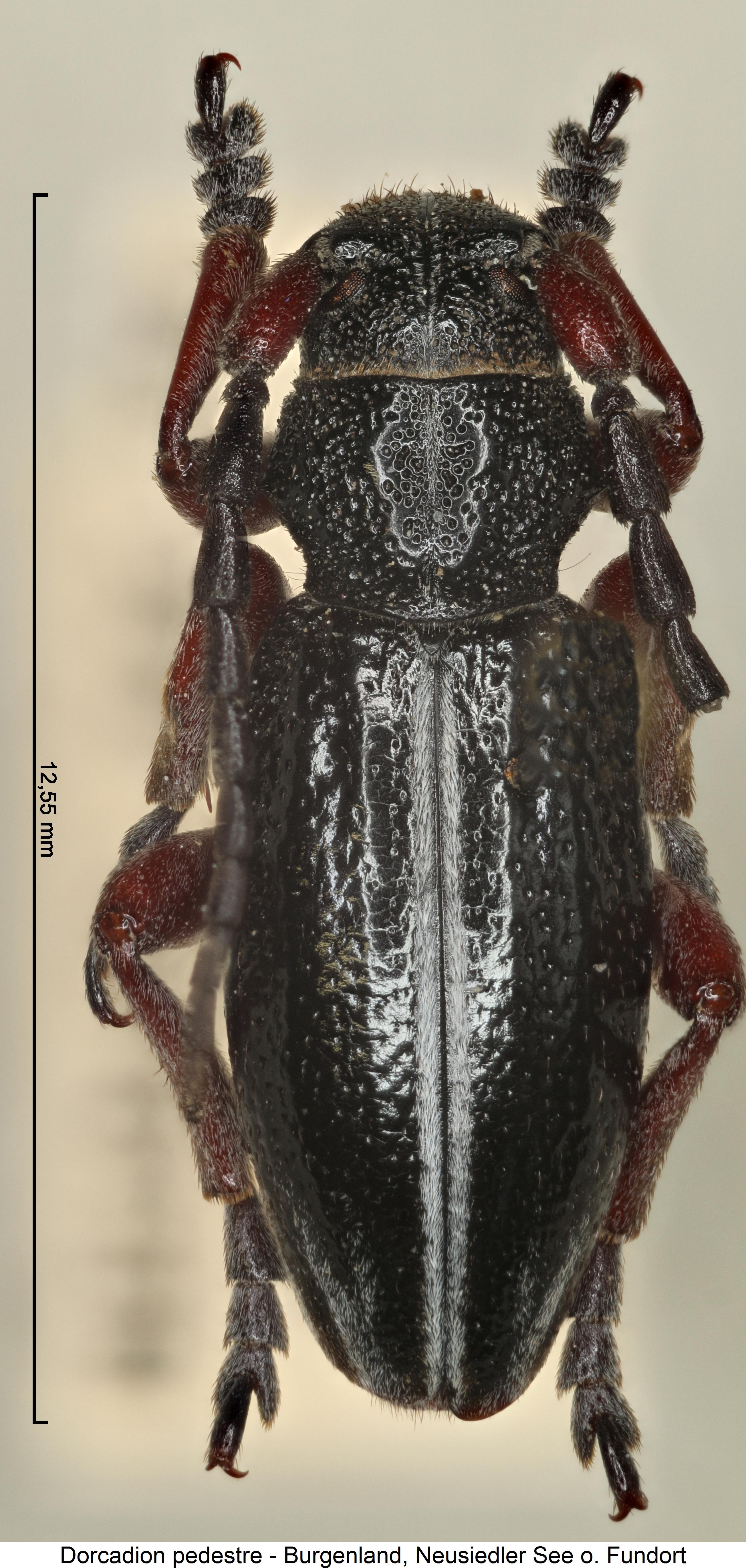 dorcadion_pedestre_hab.jpg