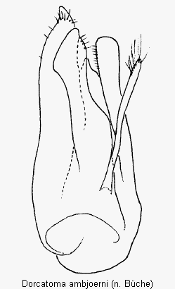 dorcatoma_ambjoerni.gif