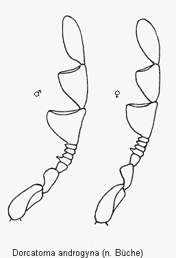 dorcatoma_androgyna_f.gif