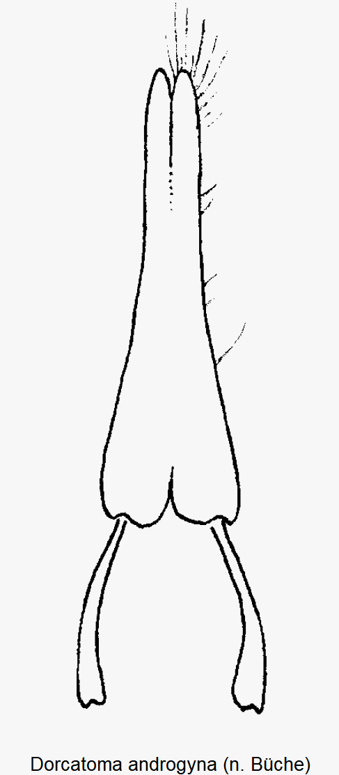 dorcatoma_androgyna_ovi.gif