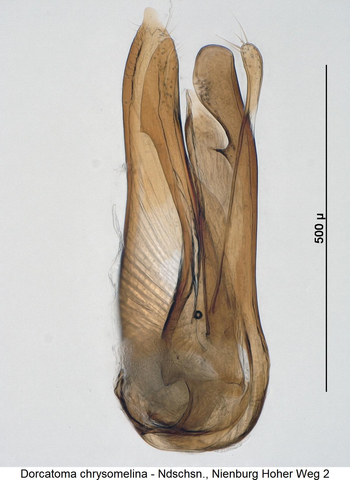 dorcatoma_chrysomelina.jpg
