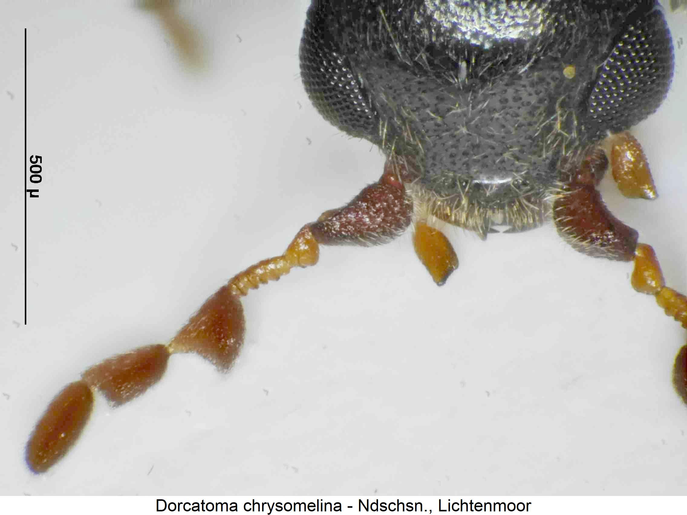 dorcatoma_chrysomelina_ts.jpg