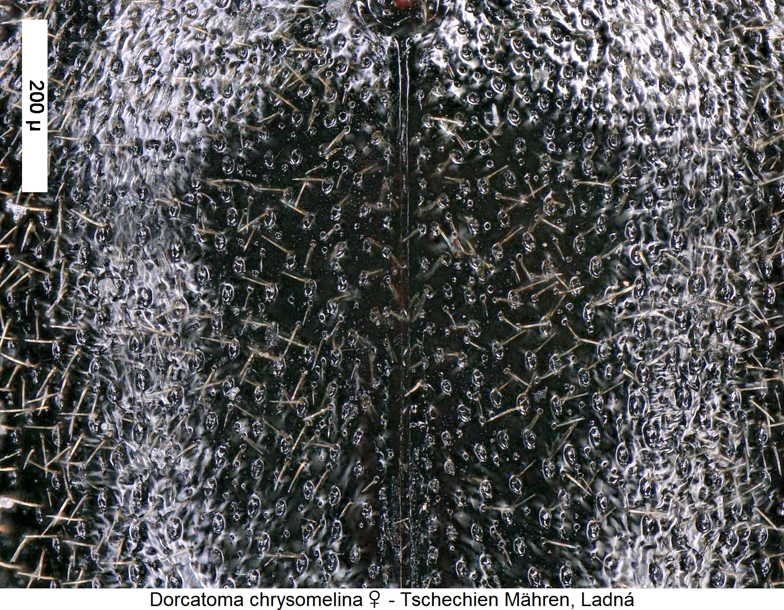 dorcatoma_chrysomelina_w_int.jpg
