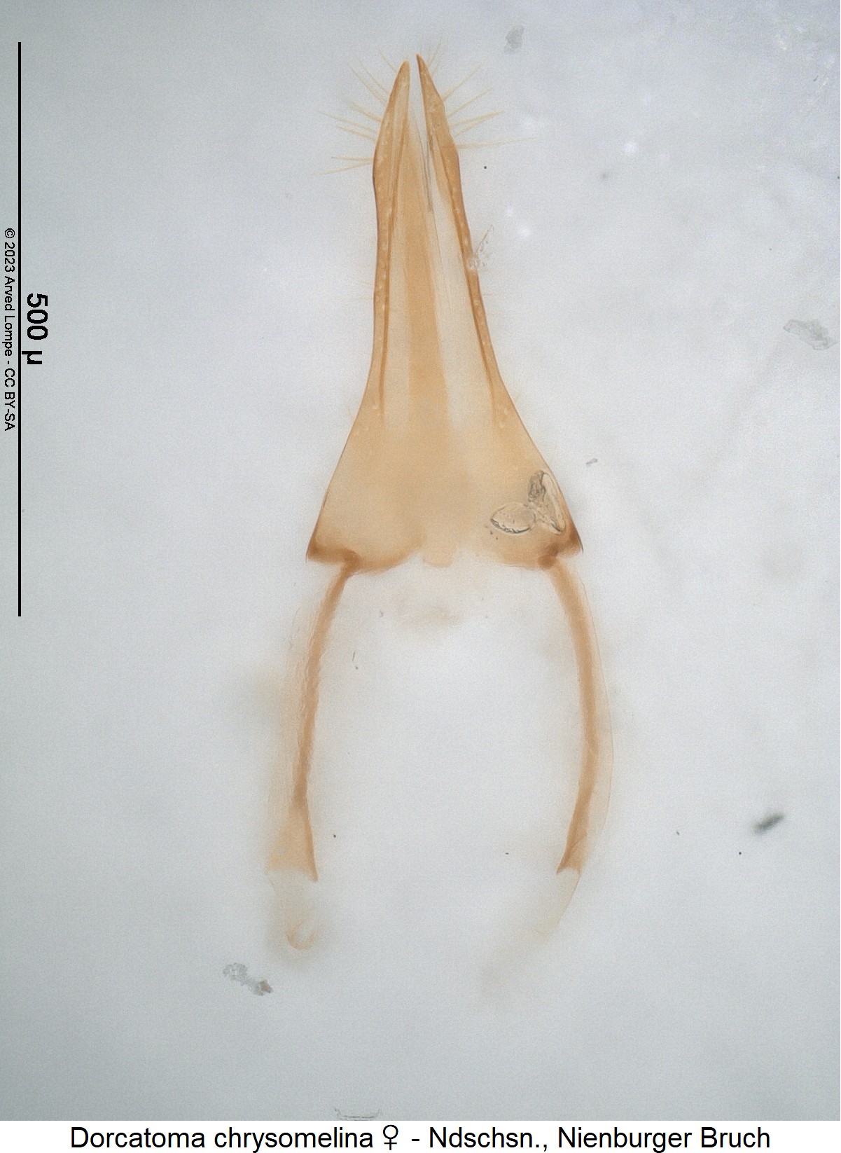 dorcatoma_chrysomelina_w_ovi.jpg