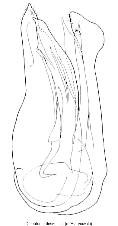dorcatoma_dresdensis.gif