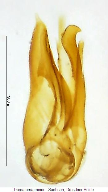 dorcatoma_minor.jpg