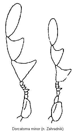 dorcatoma_minor_f.gif