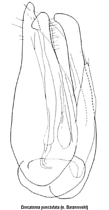 dorcatoma_punctulata.gif