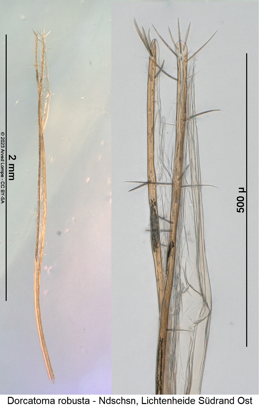 dorcatoma_robusta_ovi.jpg