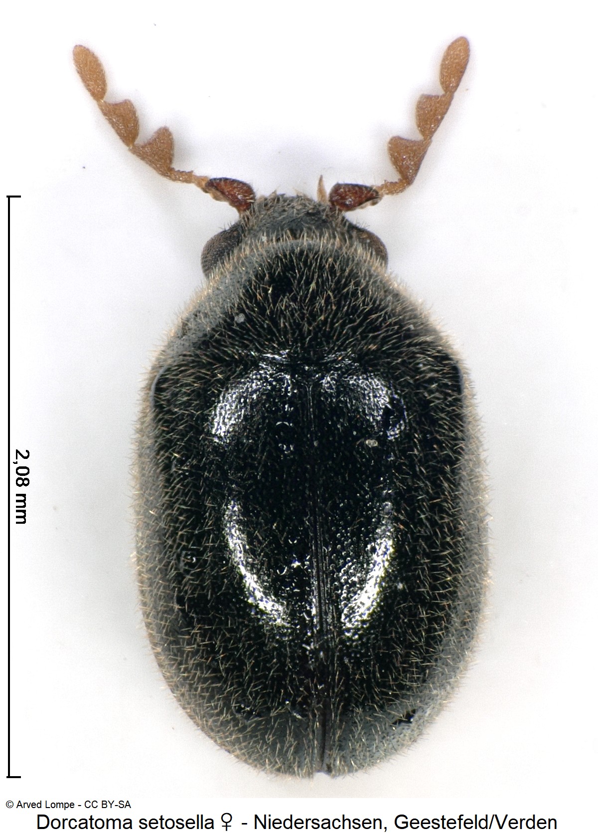 dorcatoma_setosella_w_ck34326337_hab.jpg