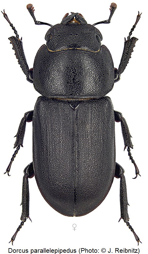 dorcus_parallelepipedus_w_rbn.jpg