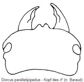 dorcus_parallelipipedus_k.gif