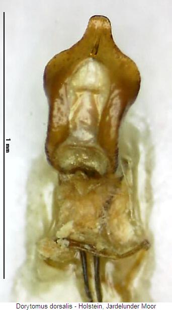 dorytomus_dorsalis.jpg