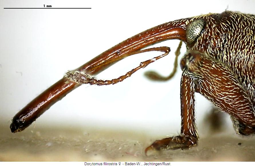 dorytomus_filirostris_sa.jpg