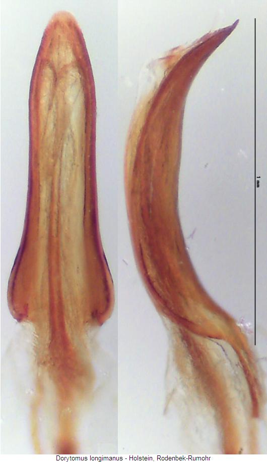 dorytomus_longimanus.jpg