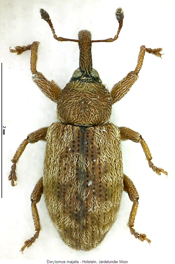 dorytomus_majalis_hab.jpg