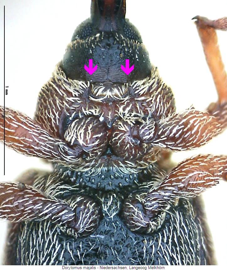 dorytomus_majalis_us.jpg