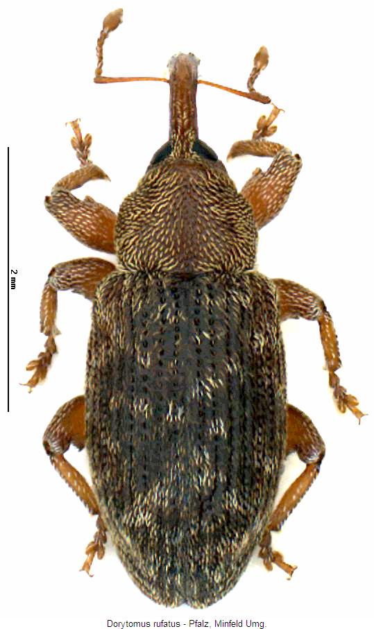 dorytomus_rufatus_hab2.jpg