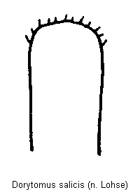 dorytomus_salicis.gif