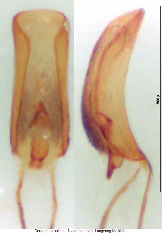 dorytomus_salicis.jpg