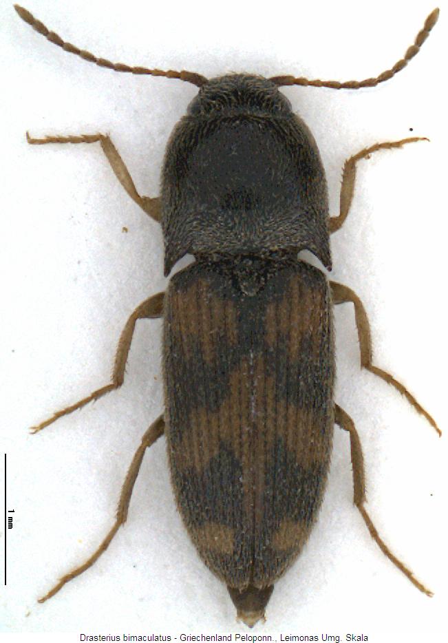 drasterius_bimaculatus_hab.jpg