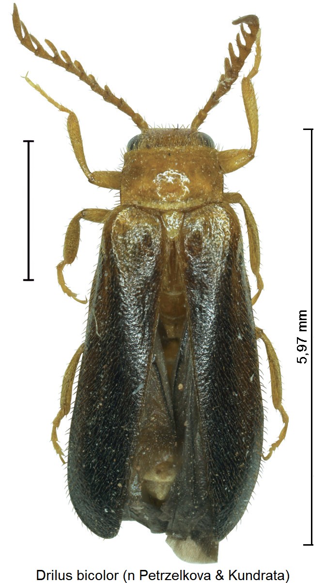 drilus_bicolor_hab.jpg