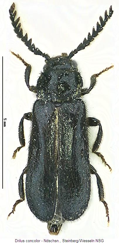 drilus_concolor_hab.jpg