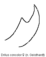 drilus_concolor_kf.gif