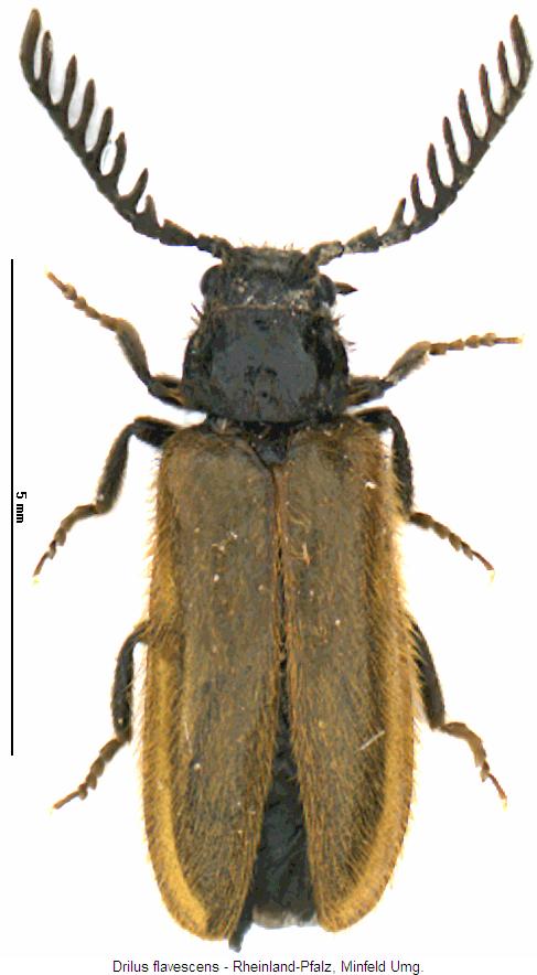 drilus_flavescens_hab.jpg