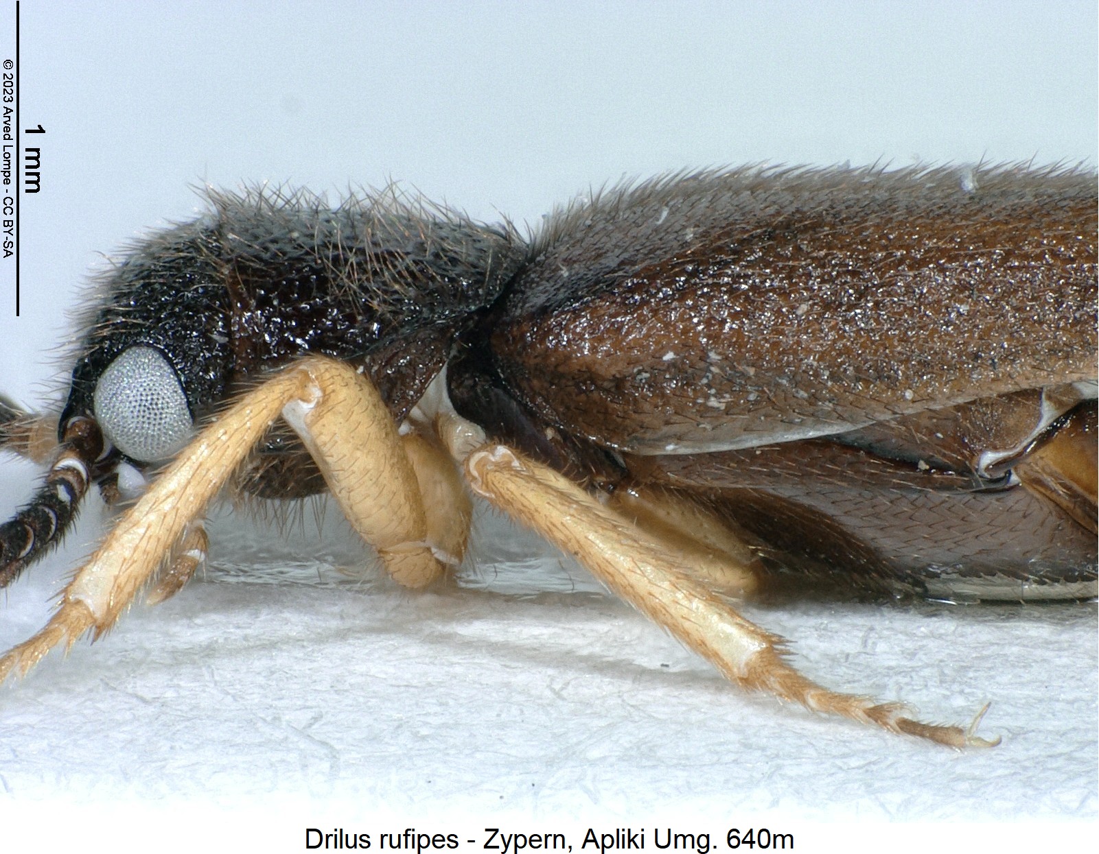 drilus_rufipes_sa.jpg