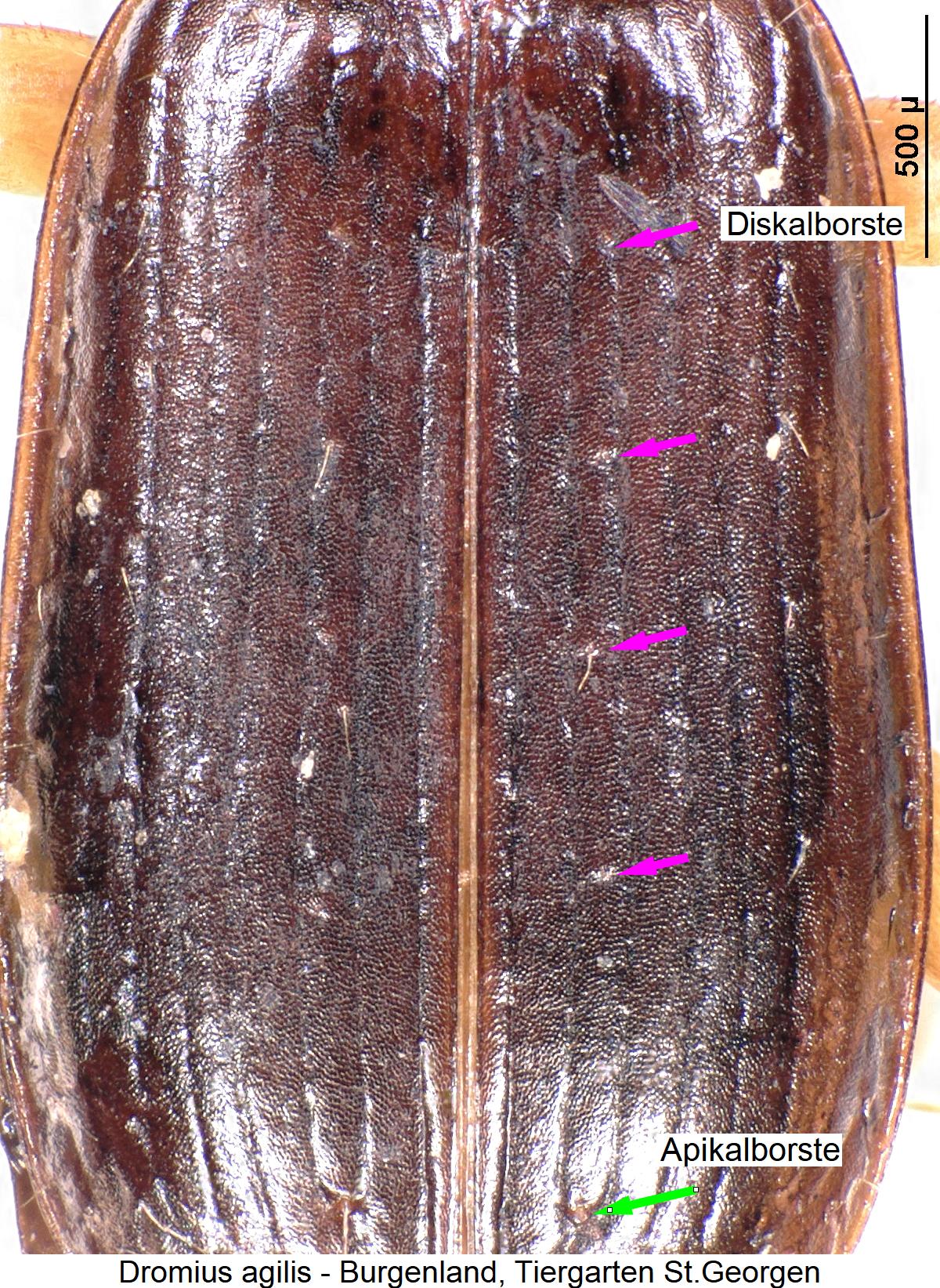 dromius_agilis_fld.jpg