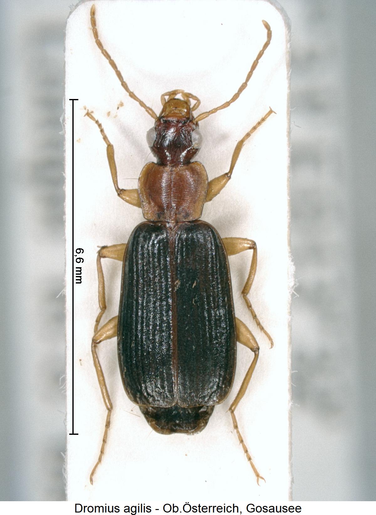 dromius_agilis_hab.jpg